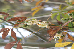 Ceiba pentandra